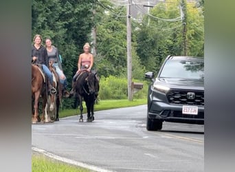 American Quarter Horse, Mare, 10 years, 15 hh, Bay-Dark