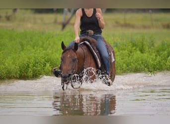 American Quarter Horse, Mare, 10 years, 15 hh, Bay