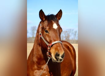American Quarter Horse, Mare, 10 years, 15 hh, Bay