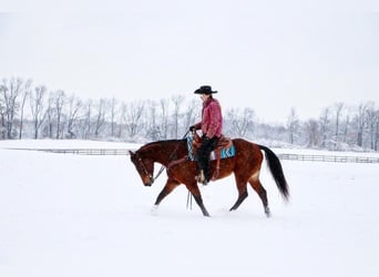 American Quarter Horse, Mare, 10 years, 15 hh, Bay