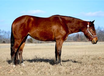 American Quarter Horse, Mare, 10 years, 15 hh, Bay