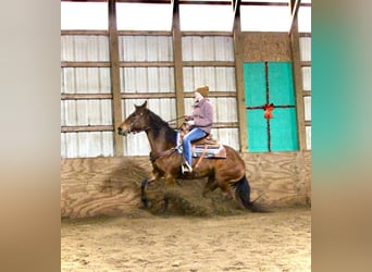 American Quarter Horse, Mare, 10 years, 15 hh, Bay