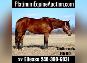 American Quarter Horse, Mare, 10 years, 15 hh, Bay