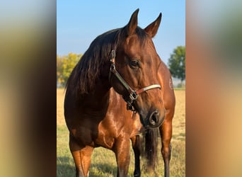 American Quarter Horse, Mare, 10 years, 15 hh, Brown