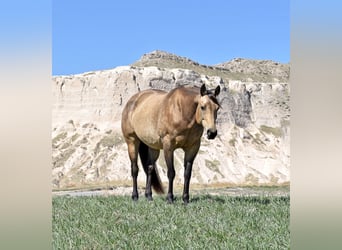 American Quarter Horse, Mare, 10 years, 15 hh, Buckskin