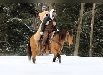 American Quarter Horse, Mare, 10 years, 15 hh, Buckskin