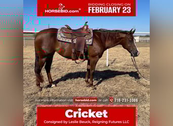 American Quarter Horse, Mare, 10 years, 15 hh, Chestnut