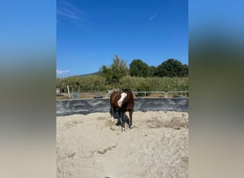 American Quarter Horse, Mare, 10 years, 15 hh, Chestnut