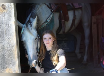 American Quarter Horse Mix, Mare, 10 years, 15 hh, Gray-Fleabitten