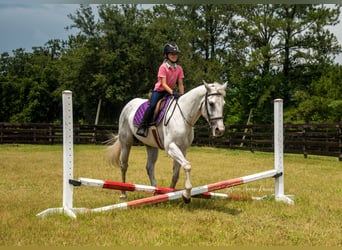 American Quarter Horse, Mare, 10 years, 15 hh, Gray