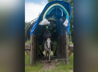 American Quarter Horse, Mare, 10 years, 15 hh, Gray