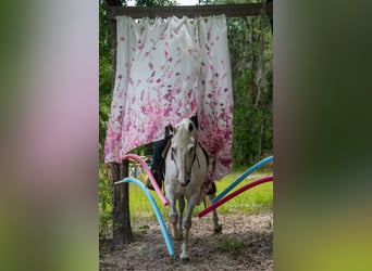 American Quarter Horse, Mare, 10 years, 15 hh, Gray