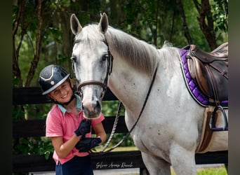 American Quarter Horse, Mare, 10 years, 15 hh, Gray