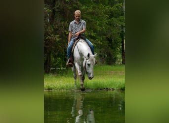American Quarter Horse, Mare, 10 years, 15 hh, Gray