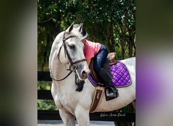 American Quarter Horse, Mare, 10 years, 15 hh, Gray