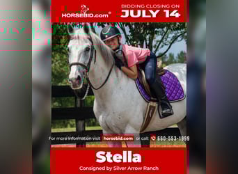 American Quarter Horse, Mare, 10 years, 15 hh, Gray