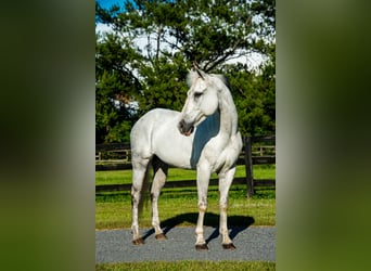 American Quarter Horse, Mare, 10 years, 15 hh, Gray