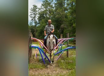 American Quarter Horse, Mare, 10 years, 15 hh, Gray