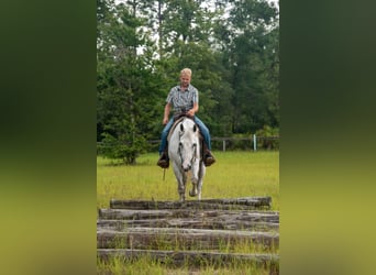 American Quarter Horse, Mare, 10 years, 15 hh, Gray
