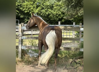 American Quarter Horse, Mare, 10 years, 15 hh, Palomino