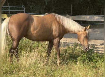 American Quarter Horse, Mare, 10 years, 15 hh, Palomino