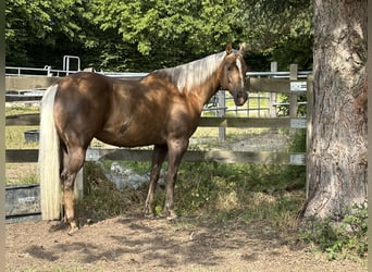 American Quarter Horse, Mare, 10 years, 15 hh, Palomino