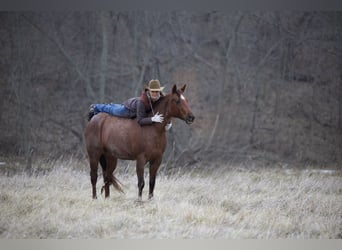 American Quarter Horse, Mare, 10 years, 15 hh, Roan-Red