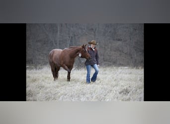 American Quarter Horse, Mare, 10 years, 15 hh, Roan-Red