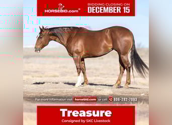 American Quarter Horse, Mare, 10 years, 15 hh, Sorrel