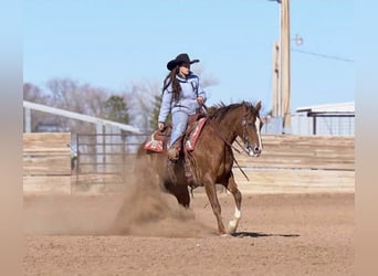 American Quarter Horse, Mare, 10 years, 15 hh, Sorrel