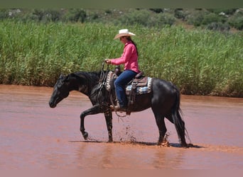 American Quarter Horse, Mare, 10 years, 15,1 hh, Black