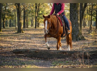 American Quarter Horse, Mare, 10 years, 15,1 hh, Sorrel