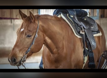 American Quarter Horse, Mare, 10 years, 15,2 hh, Chestnut-Red American Quarter Horse, Mare, 10 years, 15,2 hh, Chestnut-Red