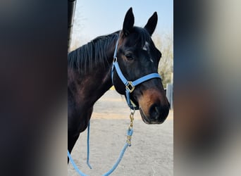 American Quarter Horse, Mare, 10 years, 15,2 hh, Chestnut