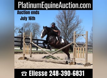 American Quarter Horse, Mare, 10 years, 16,2 hh, Black