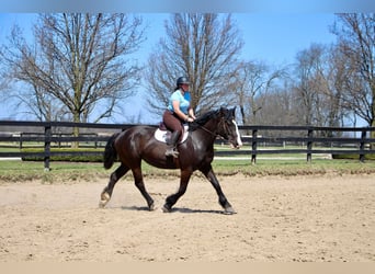 American Quarter Horse, Mare, 10 years, 16,2 hh, Black