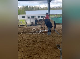 American Quarter Horse, Mare, 10 years, 16 hh, Buckskin