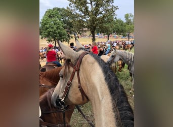 American Quarter Horse, Mare, 10 years, 16 hh, Buckskin