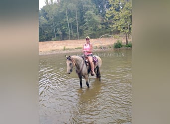 American Quarter Horse, Mare, 10 years, 16 hh, Buckskin