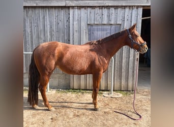 American Quarter Horse, Mare, 10 years, 16 hh, Chestnut-Red