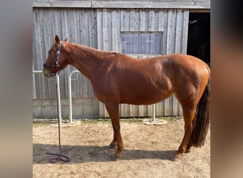 American Quarter Horse, Mare, 10 years, 16 hh, Chestnut-Red