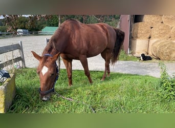 American Quarter Horse, Mare, 10 years, 16 hh, Chestnut-Red