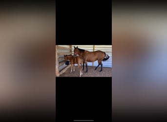 American Quarter Horse, Mare, 10 years, Bay