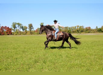 American Quarter Horse, Mare, 10 years, Black