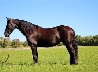 American Quarter Horse, Mare, 10 years, Black