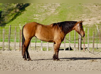 American Quarter Horse, Mare, 10 years, Dun