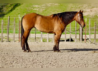 American Quarter Horse, Mare, 10 years, Dun