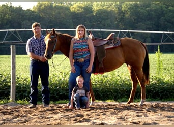 American Quarter Horse, Mare, 10 years, Sorrel