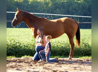 American Quarter Horse, Mare, 10 years, Sorrel