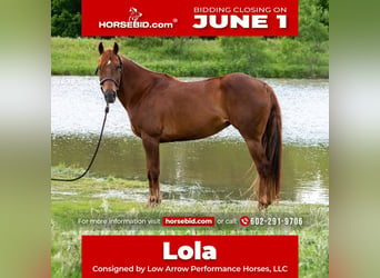 American Quarter Horse, Mare, 10 years, Sorrel